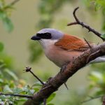 Pie-grièche écorcheur (Lanius collurio) mâle embrochant un hanneton sur une épine